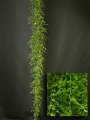 Asparagus asparagoides Smilax